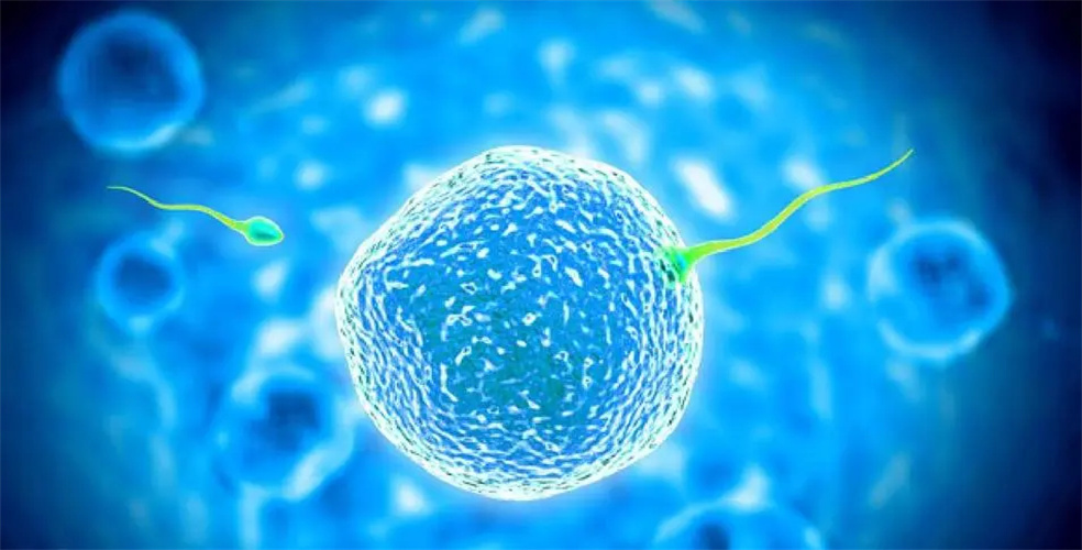 为什么卵巢增大不能移植囊胚? 为什么卵巢增大不能移植囊胚?