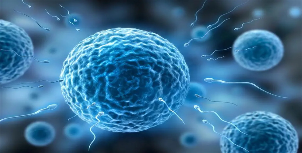 供卵试管婴儿要等多久才能成功